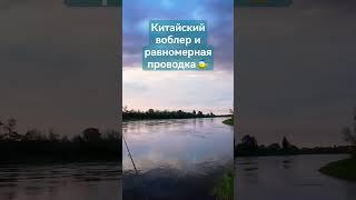 Щупец вылетел! #hobby #fishing #рыба #2024 #nature #животные #щука #river #summer #рыбалка #shorts