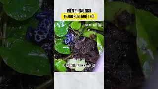 Biến phòng ngủ thành rừng nhiệt đới