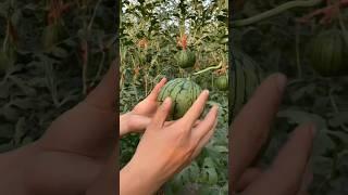 Amazing Giant Watermelon Farm agriculture