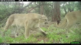 A female mountain lion finds a mate (June 2020)