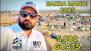 BAKRA MANDI 2025 Ki UPDATE !!!