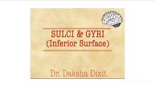 SULCI & GYRI (INFERIOR SURFACE)