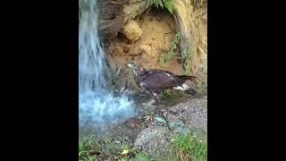 Nature’s balance —An eagle bathing and drinking water amid a heatwave."️©️ SOCIAL MEDIA