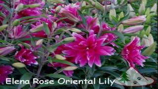 New Double Oriental Lilies