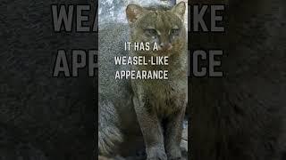  The Elusive Jaguarundi: Secrets of the Stealthy Wild Cat!