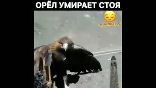 Орëл умирает СТОЯ