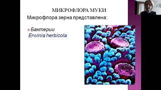 Микробиологический контроль муки на зараженность возбудителем картофельной болезни хлеба методом про