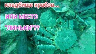 Дайвинг в Приморье.дайвинг для начинающих. дайвинг во Владивостоке.Жизнь в Приморье.