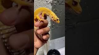 Tremper Eclipse Blizzard #reptile #geckos #leopardgecko #trending #shorts