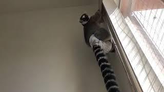 Ring tailed lemur Rupert bouncing off the walls