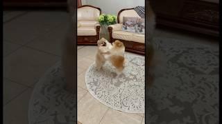 #Ламбада от Мэджика и Яниса#pomeranian #pomeranianspitz #shorts #shortvideo #dogs #dance #pets