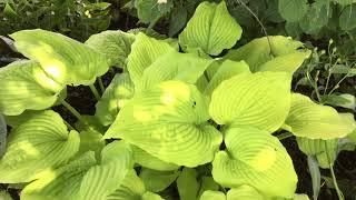 SHADOWLAND™ Coast to Coast Hosta | www.gardencrossings.com