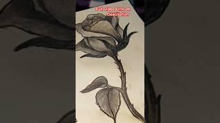How to draw Beautiful Flower (Rose) for pencil setting #shorts