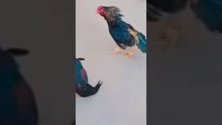 murga fight in village #murga #cockfight #chicken #chickendance #short #viralshorts