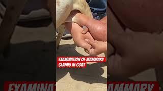 Examination of mammary glands l dr Umar khan
