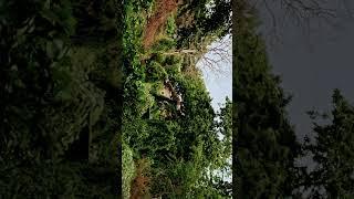 Real voice of peacock calling and singing Rain ️ Nature is just amazing 