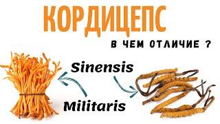 Кордицепс - В чем отличие ? как выращивать Cordyceps Militaris ?