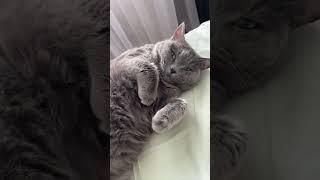 Наша кошечка красавица #кошка#кошкаджина#shorts