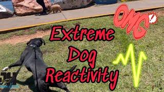 Extreme dog reactivity #dogtraining #dog #dogobedience