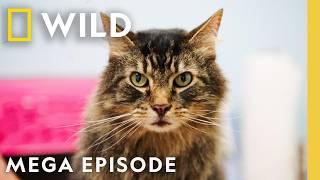 Critter Fixers: Ready, Vet, Go | MEGA EPISODE | Nat Geo Wild