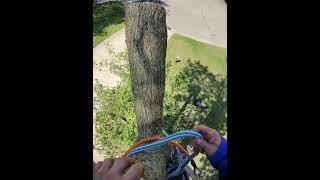 HOW TO SPIKE TREE CLIMB #best #tech #skill #tip #tutorial #entertainment #fun #hobby #action #usa #z
