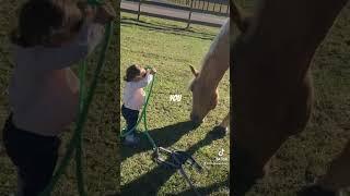 horse video for kids
