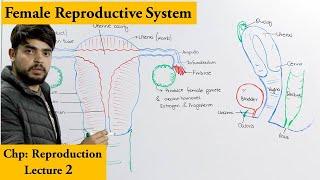 Female Reproductive System