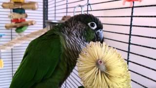 You Don't Have to be Australian to Enjoy Banksia Flowers - Scribble the Green Cheek Conrue