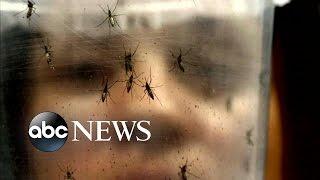 Desperate Fight Against the Zika Virus