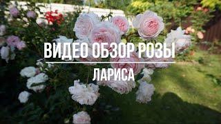 Видео обзор розы  Лариса (Флорибунда) - Larisa (Kordes Германия, 2008)