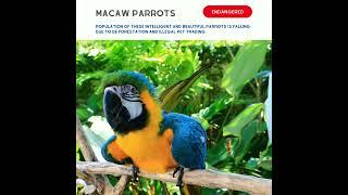 Why Macaw parrots are flying to extinction?