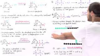 Overview of Glycogenesis