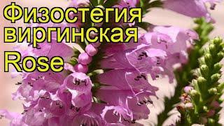 Физостегия виргинская Роуз. Краткий обзор, описание характеристик physostegia virginiana Rose