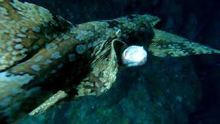 Adventures at Fish Rock 195 - Wobbygong Claspers and Diving in Current