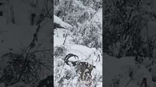 Ibex in Tajikistan  #wildlife #shorts