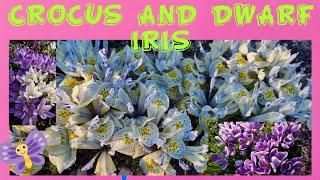 Crocus and dwarf iris || gardening flower series