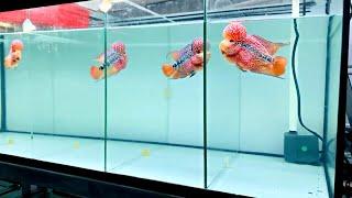 Beautiful Flowerhorn Fish Show | Amazing Kamfa Flowerhorn Cichlid Tank