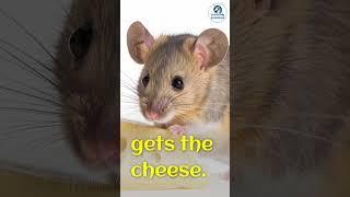 Forget Worms, Sleep In and Eat Cheese - Snarky Life Tips