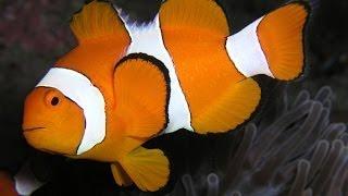 как пользоваться Clownfish