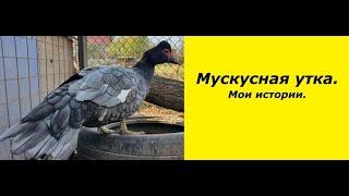 Мускусная утка, индоутка, шипуны. Что можно ожидать? Muscovy duck, indo-duck. What can be expected?