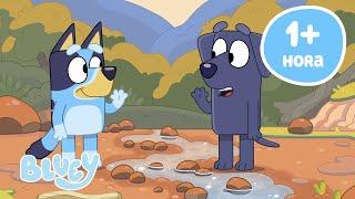  EN VIVO: Los mejores momentos de Bluey (1 hora o más) | Bluey