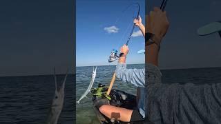 She wrangled this Houndfish with her legs  #kayakfishing #floridakeys