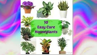 10 easy care indoor plants with low watering needs || low watering indoor plants