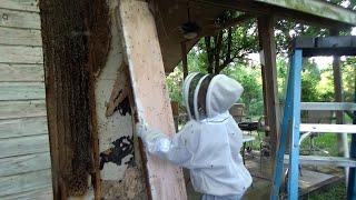 Angry bees attacking from a massive bee hive!