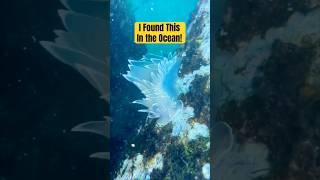 You Won’t Believe What I Found in the Ocean! #shorts #animals