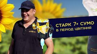 Старк 7+ Сумо в період цвітіння