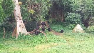 Ngamba Island .Chimp Sanctuary