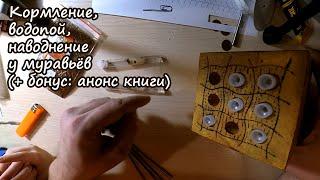 кормление муравьёв, катастрофа, наводнение + анонс книги