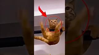Top 5 Cat Tricks You Won’t Believe Are Real! #shorts #cat #animals
