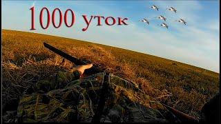 1000 уток на Поле. Не успевал перезаряжать!!! Охота в сумерках. Много утки!  Охота  с Профилями